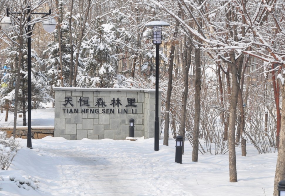 森林裡(lǐ)的雪景